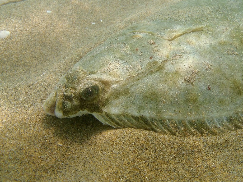 Platichthys flesus (Linnaeus, 1758)